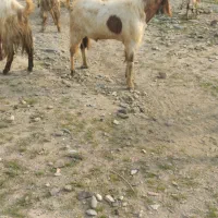 سلام دوتا نری فروشی