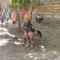 خروس لاری اصیل