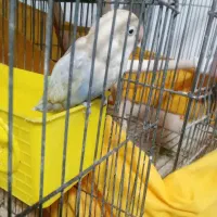 ت ارزونی فوری|پرنده|ماهدشت, |دیوار