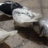 چهار عدد کبوتر خوب|پرنده|مشکین‌دشت, |دیوار