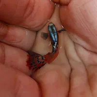 ماهی گوپی درجه یک