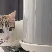 سرپرست گربه موقت