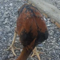 مرغ و خروس لاری افغان