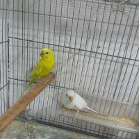 یه جفت مرغ عشق رنگ خاص سالم