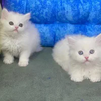 گربه های گوگولی و با اصالت (پرشین بریتیش اسکاتیش )|گربه|کرمانشاه, |دیوار