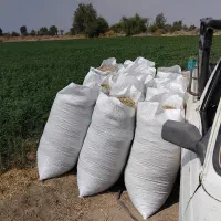 کاه یونجه