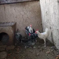 4عدد مرغ گلین ۲عدد خروس گلین مرغ تخم گذار است|حیوانات مزرعه|احمدآبادمستوفی, |دیوار