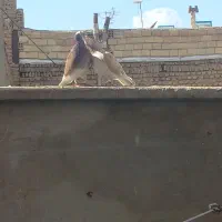 گرگی زرد ماده