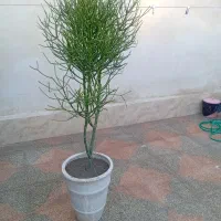 گل گیاه|گل و گیاه طبیعی|فلاورجان, |دیوار