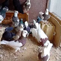 کبوتر درجه یک