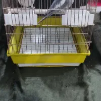 عروس هلندی نر وماده