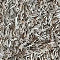 جو‌ دامی داخلی