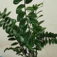 زاموفیلیا پر و خانگی