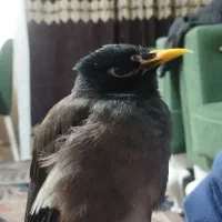 مینا|پرنده|مشهد, منزل آباد|دیوار