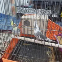 جفت عروس مولد کارداده سرحال|پرنده|بندرعباس, |دیوار