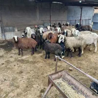 میش بره دار