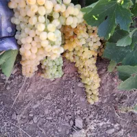 اجاره باغ انگور