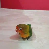 طوطی برزیلی|حیوانات|دزفول, |دیوار