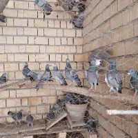 کبوترپلاکی|پرنده|خرمشهر, |دیوار