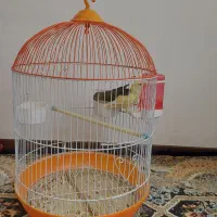 طوطی برزیلی