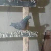سه عدد زاغ سبز ماده دو عدد سرخ خال سیا نر