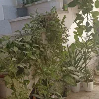 گل آپارتمانی