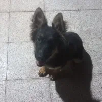 واگذاری سگ ژرمن