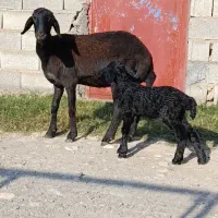 گوسفند بره دار جنس
