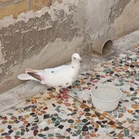 کوهی دورگ