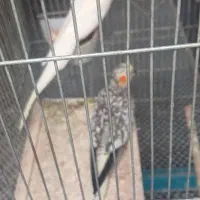 فروش پ نده اهلی|پرنده|چغادک, |دیوار