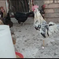 مرغ وخروس گلین
