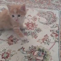 گربه|گربه|مشهد, نوید|دیوار