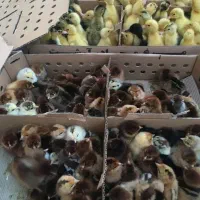 جوجه اردک پکنی وبومی واکسینه شده