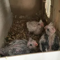 جوجه عروس هلندی مولد سرلاکی راهب گرینچیک