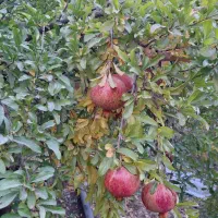 انارابدار وملس