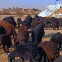 35 راس گوسفند قره قزل همه بره دار طلای میاندوآب