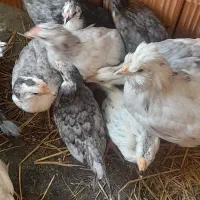 نمیجه گلین پنگونی و ریشو