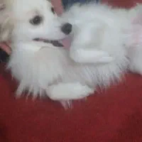 سگ پامرین روباهی