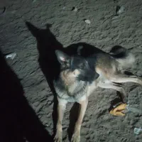 واگزاری ژرمن نر ماده