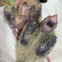 جوجه عروس هلندی سرلاکی|پرنده|پرهسر, |دیوار