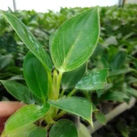 گل طبیعی برکین گلدون ۸ ریشه پر، اکثرا چند بوته|گل و گیاه طبیعی|زرگرشهر, |دیوار