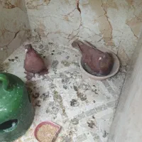 کفتر راعب (رواعب)