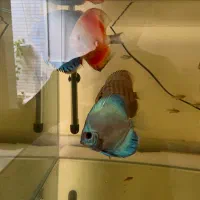 ماهی|ماهی|سیرجان, |دیوار