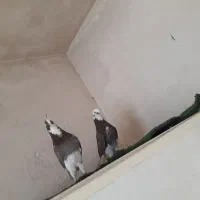 کفتر پرشی|پرنده|قم, انصار‌الحسین|دیوار