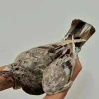 کبوتر هفترنگ خطی