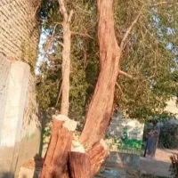 خریدار چوپ فروش چوپ برش انواع درخت...