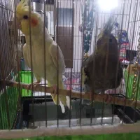 عروس هلندی باهم۱م
