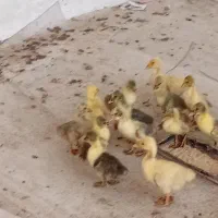 جوجه غاز ۱۵ روزه