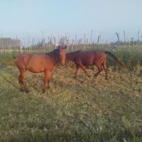 اسب و مادیان|اسب و تجهیزات اسبسواری|فومن, |دیوار