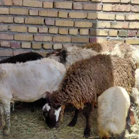 ۴تا میش جوان بابره قیمت میش بابره ۲۸تومن